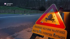 Des opérations de sauvetage pour aider la migration des batraciens