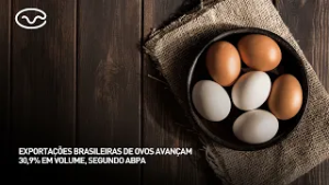 Exportações brasileiras de ovos avançam 30,9% em volume, segundo ABPA