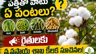 🌧️ What to do if the rains are erratic? Crucial advice for cotton farmers! ⚠️...| BT