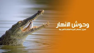 River Monsters: Secrets of the Deadly Saltwater Crocodile | Quest Arabiya