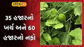 Bhavnagar Grow this crop | 35 હજારનો ખર્ચ અને 60 દિવસમાં 60 હજારનો નફો | monsoon Update | Local18