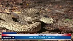 05 FEB 2026 Intensa búsqueda de serpiente Cascabel en San Antonio