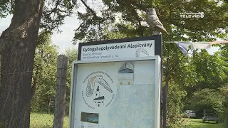 Zöldövezet – 2026 szeptember