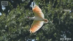 Crested Ibis spotted in Shiga for the "first time" — A journey of over 300km from Sado Island, ca...