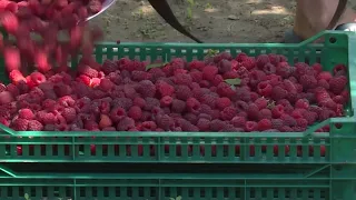 Maline ove godine dale dobre prinose za malinarima u opštini Rudo (Zemlja izvor života) TV K3