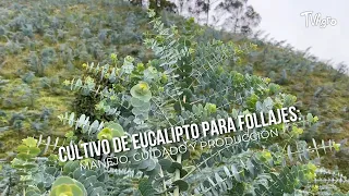 Eucalyptus Cultivation for Foliage: Management, Care, and Production - TVAgro by Juan Gonzalo Angel
