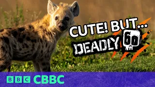 Cute Baby Hyenas! What Happens After Dark?﻿ | Deadly 60 | CBBC