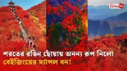 শরতের রঙিন ছোঁয়ায় অনন্য রূপ নিলো বেইজিংয়ের ম্যাপল বন! Bijoy TV