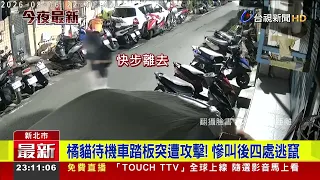 Shocking Cat Abuse Case in Sanchong, New Taipei! Man Attacks Orange Cat with a Hammer