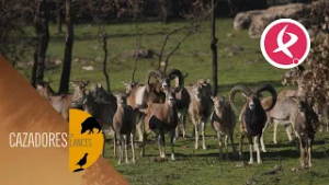 Muflón: el centinela de la montaña | Cazadores de Lances