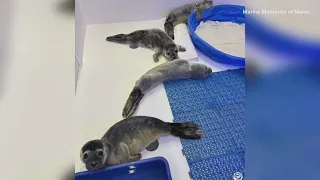 Seal pups pack on the weight to be released back in the water