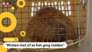 Verzwakte bever weer vrijgelaten in natuur