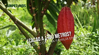Cocoa at 5,740 Feet? A Family's Incredible Success Story in Antioquia - TvAgro by Juan Gonzalo Angel