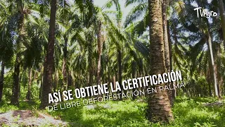 This Is How to Obtain Deforestation-Free Certification in Palm Oil - TvAgro by Juan Gonzalo Angel