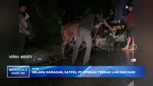 SELAMA RAMADHAN, SATPOL PP OPERASI TERNAK LIAR DINI HARI