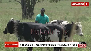 Omulimisa    Okulabirira Ente z;amata  Kakasa nti zirya emmere erimu ebirungo byonna ebyetaagisa   K