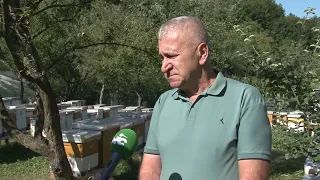 Klimatske promjene umnogome utiču na budućnost pčelarstva u Bosni i Hercegovini