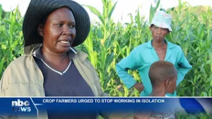 EPUKIRO FARMER URGES UNITY TO BOOST CROP PRODUCTION - nbc