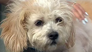Furry Friends | Meet Murphy