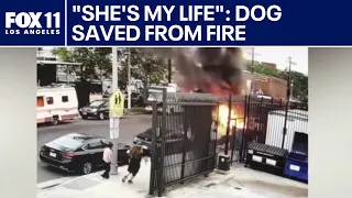 Good Samaritan saves pit bull from burning van on Skid Row