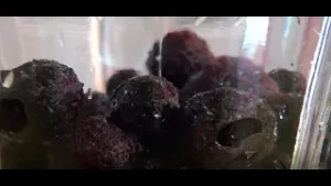 LABORATORIO 2021: Capítulo 6, Antioxidantes y prevención de la enfermedad de altura