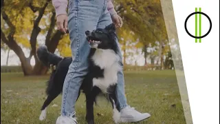 Kutyával egy Mosolyért Alapítvány