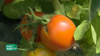 The tomato that tastes like…nectarine 09/07/2026