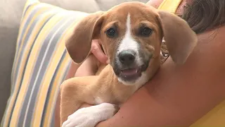 Pet on the Set: Sunny the puppy
