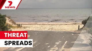 Two more suspected bird flu cases detected in South Australia; one at a metro beach | 7NEWS
