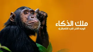 ملك الذكاء في الغابة : الوجه الآخر لقرد الشمبانزي | كويست عربية
