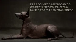 Mexican Archaeology Ep 03: Mesoamerican Dogs: Guardians of the Sky, Earth, and the Underworld.