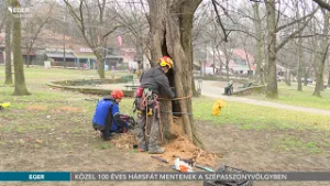 80–100 éves hársfát mentenek a Szépasszonyvölgyben - 2026.02.24.