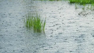 Meteorologists forecast heavy rain and thunderstorms in several areas this weekend
