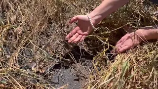 This year's extreme weather impacts on Central Texas farms