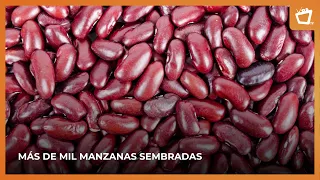 Ministry of Agriculture reports progress in red bean planting