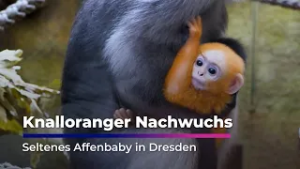 Knalloranger Nachwuchs im Zoo Dresden