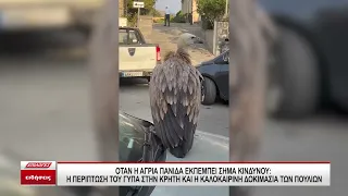 Όταν η άγρια πανίδα εκπέμπει sos: Η περίπτωση του γύπα στην Κρήτη