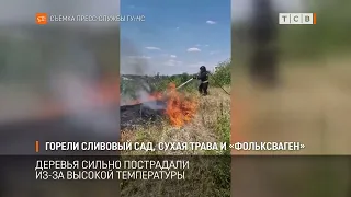 A plum orchard, dry grass, and a Volkswagen caught fire