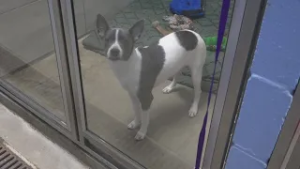 Fayetteville animal shelter bond passes