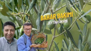 BAHAR BAKIMI I ZEYTİN TAKVİMİ