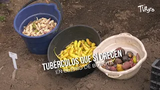 Tubers that DO grow in the cold of Bogotá - TvAgro by Juan Gonzalo Angel