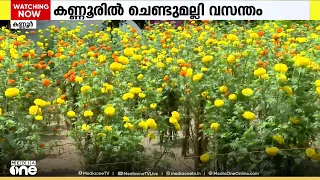 കണ്ണൂരിൽ ചെണ്ടുമല്ലി വസന്തം; ആറാം വർഷവും നൂറുമേനി വിളവെടുപ്പുമായി കർഷകൻ സിലേഷ്
