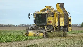 Sugar beet harvest in full swing in Pinsky District