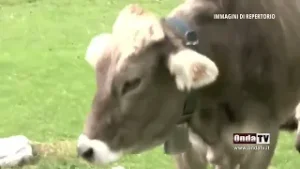 Inchiesta Fondi Pac sui Nebrodi, primi dissequestri