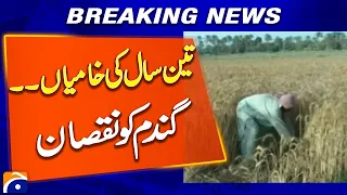 Three Years of Neglect Causes Heavy Damage to Wheat - Breaking News