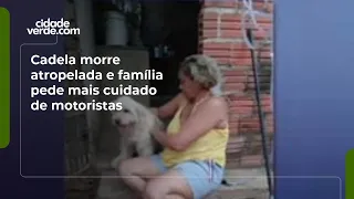 Dog killed after being hit by car, family calls for more caution from drivers