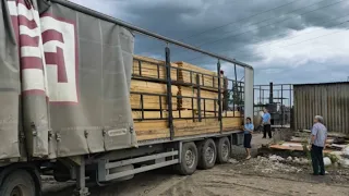 Зараженную древесину пытались завезти в СКО