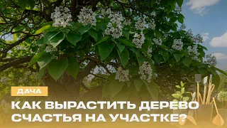 Catalpa in Your Garden! Planting and Care Secrets | The Best Weed Mulch | Country House