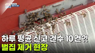 [이슈현장] 하루 평균 신고 건수 10건?! 말벌 벌집 제거 현장 [생방송 굿모닝 대한민국] | KBS 260828 방송