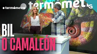 BIL, o CAMALEÓN que SORPRENDE coa súa COR | O TERMÓMETRO